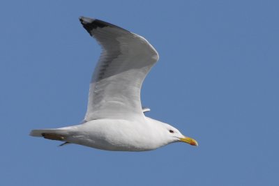 Caspian gull