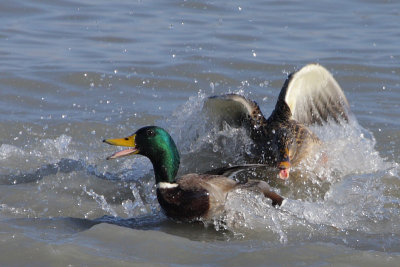 Mallards, fighting