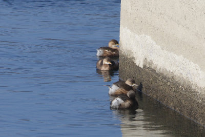 Little grebes