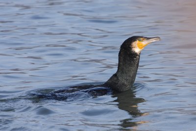 Cormorant