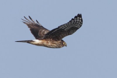 Hen Harrier, female