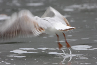 Mew gull