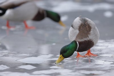 Mallard, male