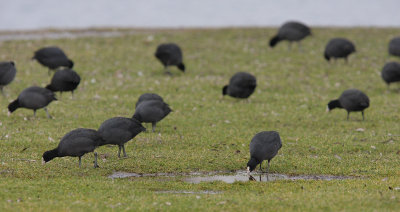 Coot, searching for food