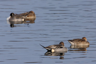 Northern Pintail, couples