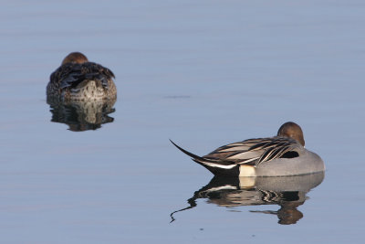 Northern Pintail, couple