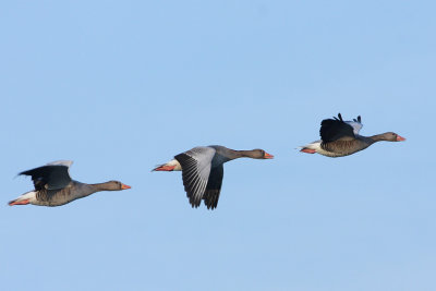 Greylag Goose