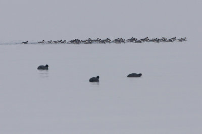 Black-necked Grebes