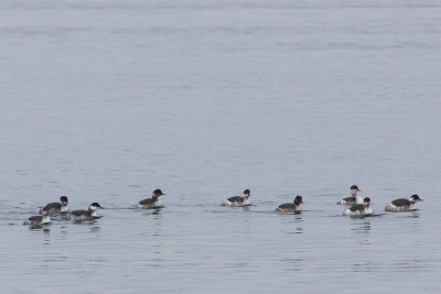 Black-necked Grebes (third from left is a horned grebe)
