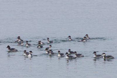 Black-necked Grebes (one Horned Grebe rightmost)
