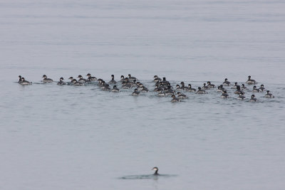 Black-necked Grebe (the single one is a horned grebe)