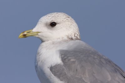 Mew Gull - Portrait