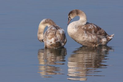 Mute Swan - Preening