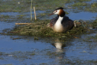 Great Crested Grebe