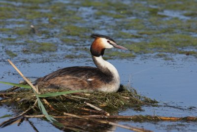 Great Crested Grebe