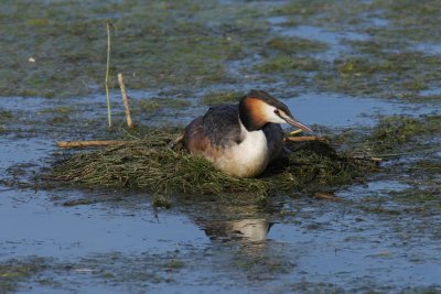 Great Crested Grebe
