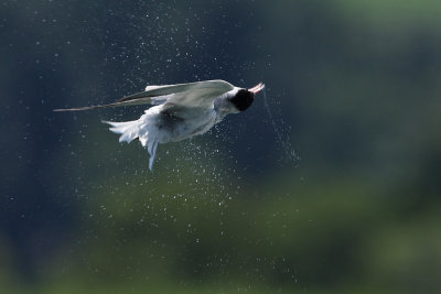 Common Tern