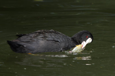 Coot, with dead fish
