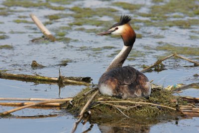 Great Crested Grebe