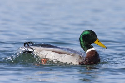 Mallard, male