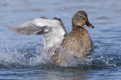 Mallard, female