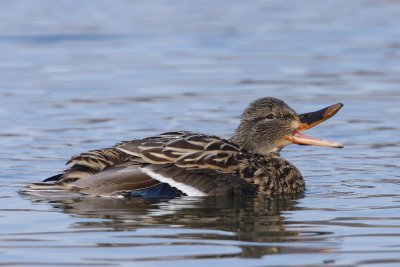 Mallard, female