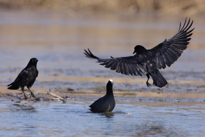 Carrion crow attacking a coot