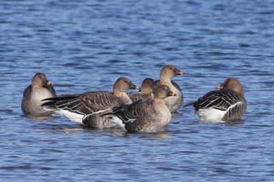 Bean Goose - Group