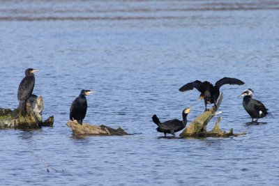 Cormorant