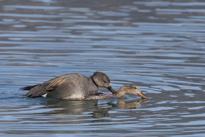 Gadwall