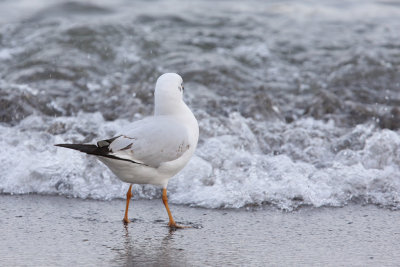 Black-headed gull, searching for food