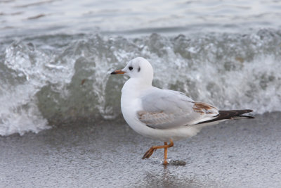 Black-headed gull, searching for food