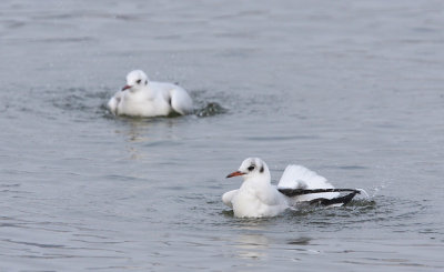 Black-headed gull