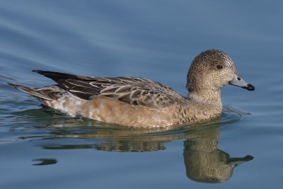 Eurasian Wigeon, immature