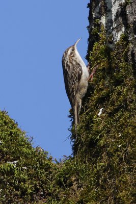 Short-toed Treecreeper