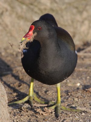 Common Moorhen