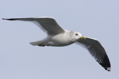 Mew gull