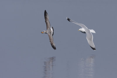 Herring Gull