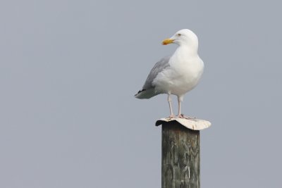 Herring Gull