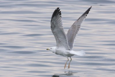 Herring Gull