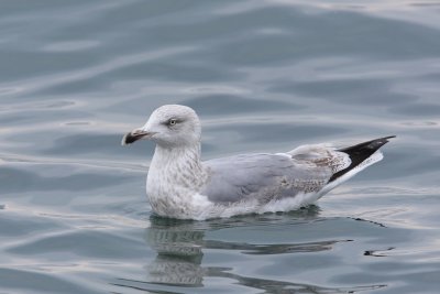 Herring Gull