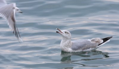 Herring Gull