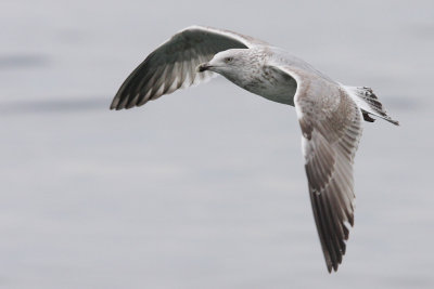 Herring Gull