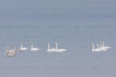 Whooper Swan