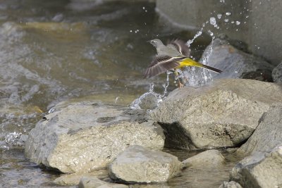 Grey Wagtail