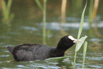 Coot, feeding on reed