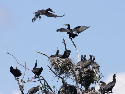 Cormorant