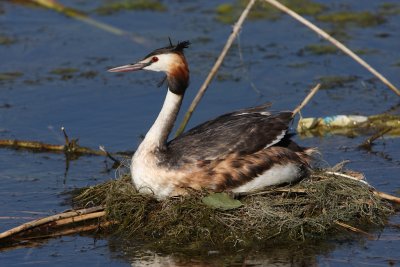 Great Crested Grebe