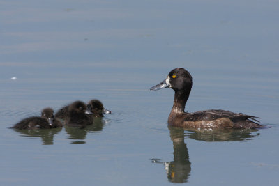Tufted Duck, Young