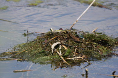 Great Crested Grebe, eggs covered during absence of the adults